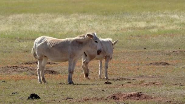 南达科他州卡斯特州立公园的一块田里 两只野生驴正在吃草 — 图库视频影像