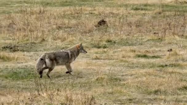 Coyote Fraye Chemin Travers Une Prairie Peut Être Recherche Repas — Video