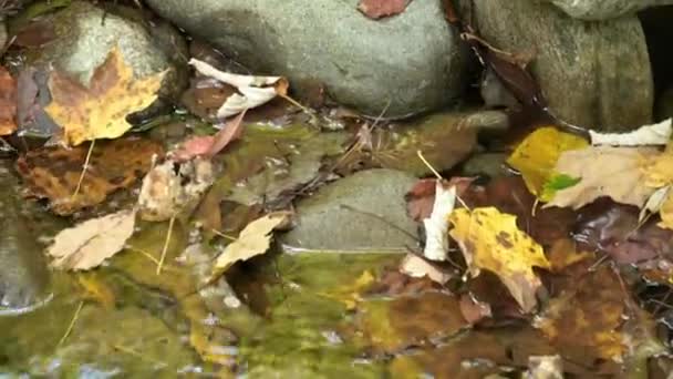 Feuilles Dans Eau Dans Parc National Des Great Smokey Mountains — Video