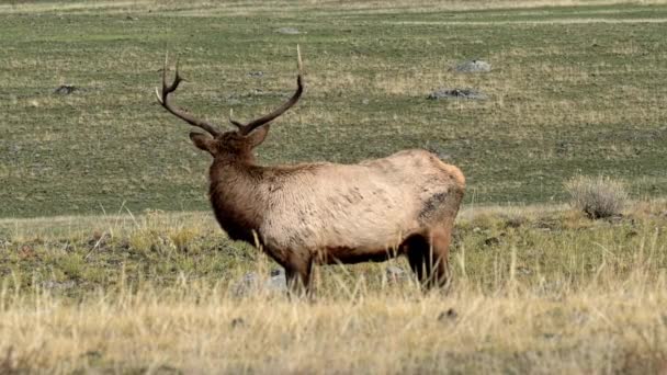 Bull Elk Grazing Lamar Valley Yellowstone National Park Camera Locked — Stock Video