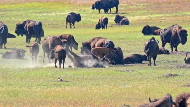 Een Kudde Bison Zijn Verzameld Een Veld Custer State Park — Stockvideo