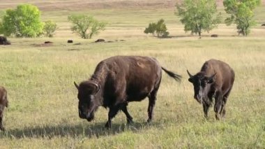 Bizon, Güney Dakota 'daki Custer Eyalet Parkı' nda otluyor..
