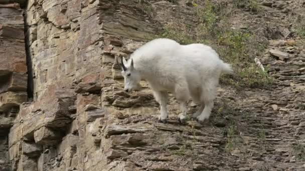 Mountain Goat Descending Hillside Spearfish Canyon Area South Dakota — Wideo stockowe