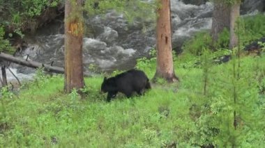 Genç bir siyah ayı Yellowstone Ulusal Parkı 'ndaki Tower Falls yakınlarında Antelope Deresi boyunca yürüyor..