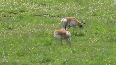 Yellowstone Ulusal Parkı 'ndaki çim ve karahindiba tarlasında iki domuz otluyor.