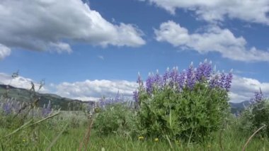 Gümüş Lupine, Lamar Vadisi 'nde meltemde sallanıyor mavi gökyüzünde stratocumulus bulutları var. Yellowstone Ulusal Parkı.