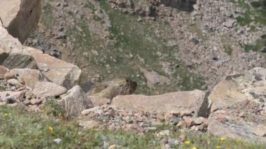 Yellowstone Ulusal Parkı 'nın kuzeydoğusundaki Beartooth Karayolu boyunca güneşin ve manzaranın tadını çıkaran iki dağ sıçanı..