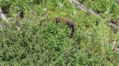 Yellowstone Ulusal Parkı 'ndaki genç bir siyah ayı, parkın Blacktail Platosu bölgesinde düşen kütüklerin arasında yiyecek arıyor..