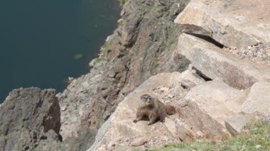 Montana 'daki Beartooth Karayolu boyunca arka planda bir alp gölü bulunan granit bir dağ sıçanı..