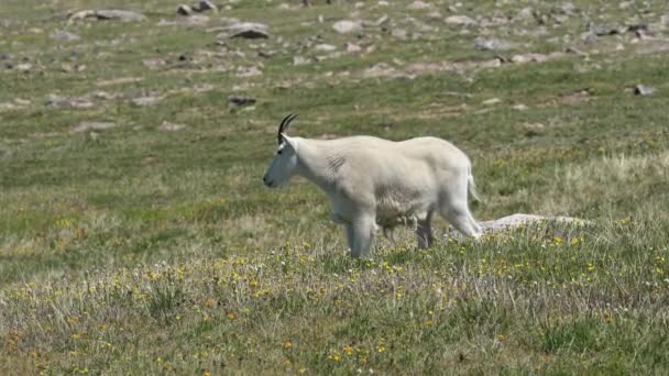 Uma Cabra Montanha Está Perto Topo Estrada Beartooth Passo Alpino — Vídeo de Stock