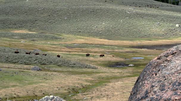 在黄石公园的拉马尔谷地 一群小野牛正移入一片草地 准备在春天吃草 — 图库视频影像