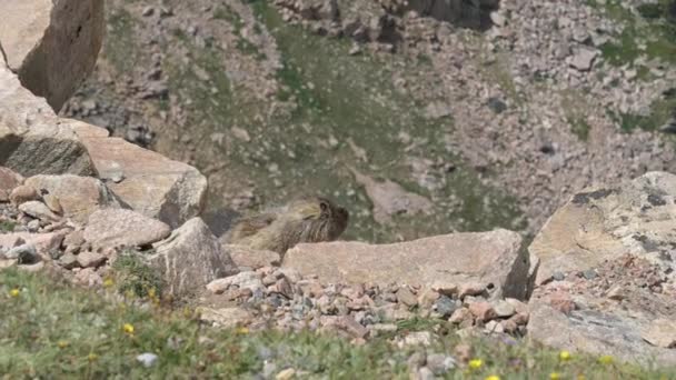 Dos Marmotas Disfrutando Del Sol Paisaje Largo Autopista Beartooth Noreste — Vídeo de stock