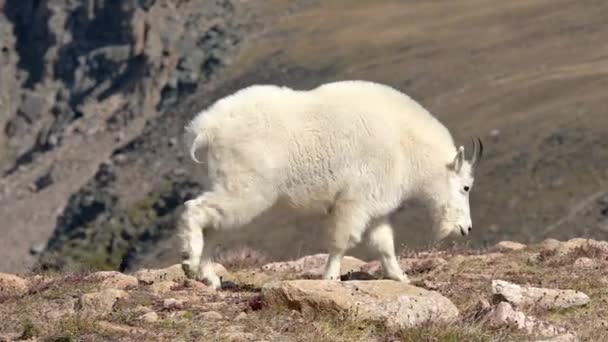 Una Sola Cabra Montés Está Pastando Entre Vegetación Alpina Carretera — Vídeos de Stock