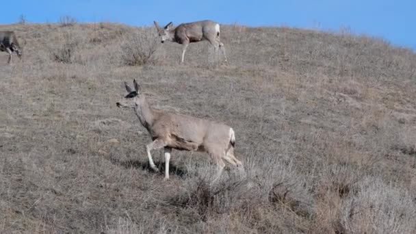 在西奥多 罗斯福国家公园 一头骡鹿在冬末觅食 — 图库视频影像