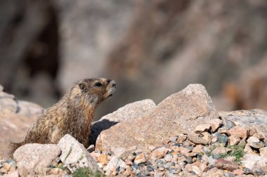Profile of a Marmot on the Beartooth Highway, northeast of Yellowstone National Park. clipart