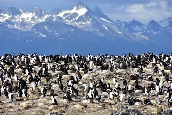 Ushuaia, Arjantin yakınlarındaki Imperial Cormorant Rookery..