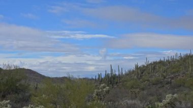 Tucson, Arizona yakınlarındaki Saguaro Ulusal Parkı 'nda çölde yavaş ilerleyen bir zaman çizelgesi. Çöl kış yapraklarıyla yeşildir. Kamera kilitlendi..