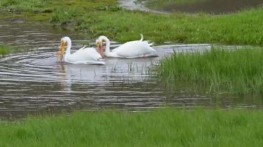Yellowstone Ulusal Parkı yakınlarındaki Hayden Vadisi 'nde beslenen iki Amerikalı beyaz pelikan bir gölette hareket ediyor..
