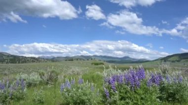Yellowstone Ulusal Parkı 'ndaki Lamar Vadisi' nde, ön planda bir buket vahşi lupin duruyor. Rüzgâr çiçekleri hareket ettiriyor. Bulutlar mavi gökyüzünde sürükleniyor. Yeşil, yaz çayırlarının üzerinde..