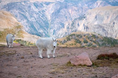 Montana, Beartooth Otoyolu yakınlarındaki bir yamaçta iki dağ keçisi..