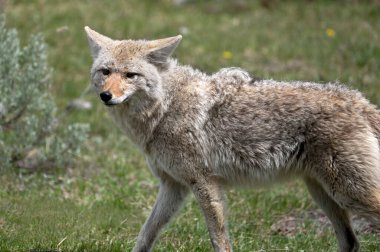 Çakal Yellowstone Ulusal Parkı 'nda yürüyüşe çıktı..