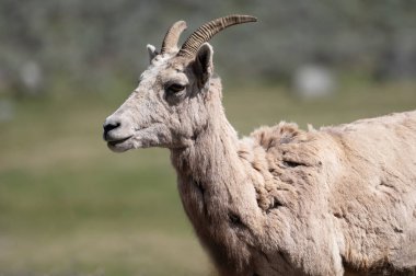 Yellowstone Ulusal Parkı 'nda dişi bir Big Horn Koyununun portresi.
