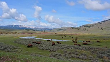 Küçük bir bizon sürüsü, Yellowstone Ulusal Parkı 'ndaki Lamar Vadisi' nde Slough Deresi boyunca otluyor. Kamera soldan sağa hareket ediyor.