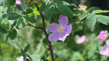 Hafif esintide bir yaban gülü. Kamera kilitlendi.