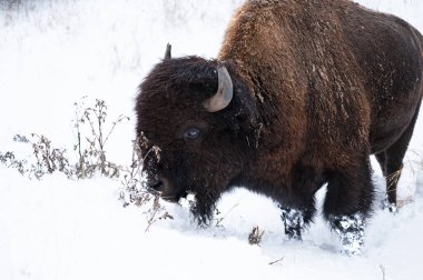 Bufalo karda yiyecek arıyor, Yellowstone Milli Parkı.
