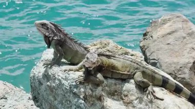 Arka planda okyanus olan bir kayanın üzerinde dinlenen iki iguana..