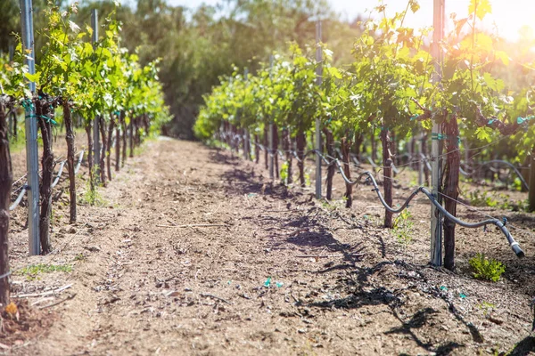 朝日の美しいワインのブドウ園 — ストック写真