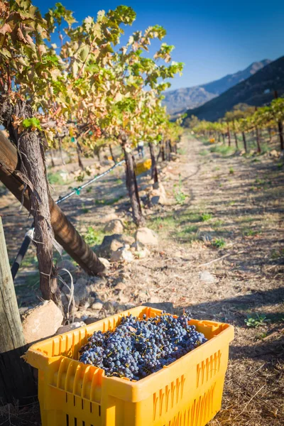 Druivenstruiken Kratten Tijdens Wijngaardoogst — Stockfoto