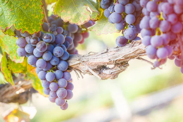 Grappes Raisins Vin Luxuriants Suspendus Vigne — Photo