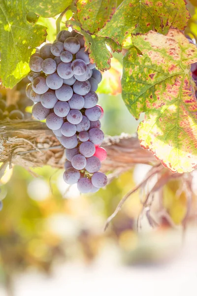 Grappes Raisins Vin Luxuriants Suspendus Vigne — Photo