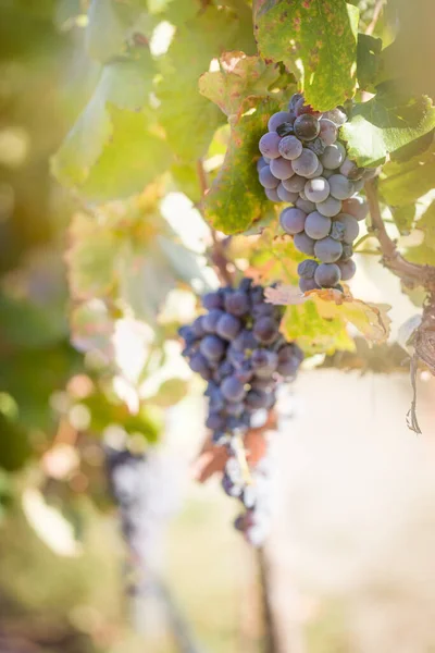 Wijn Druiven Clusters Opknoping Wijnstok — Stockfoto