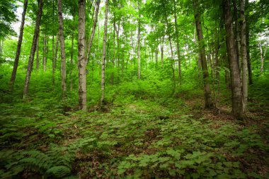 Ağaçlı yemyeşil çayır.