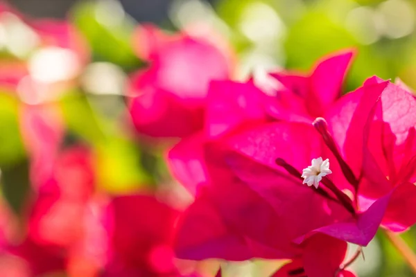 Abstract Bougainvillea Blossom Fower — Stock Photo, Image