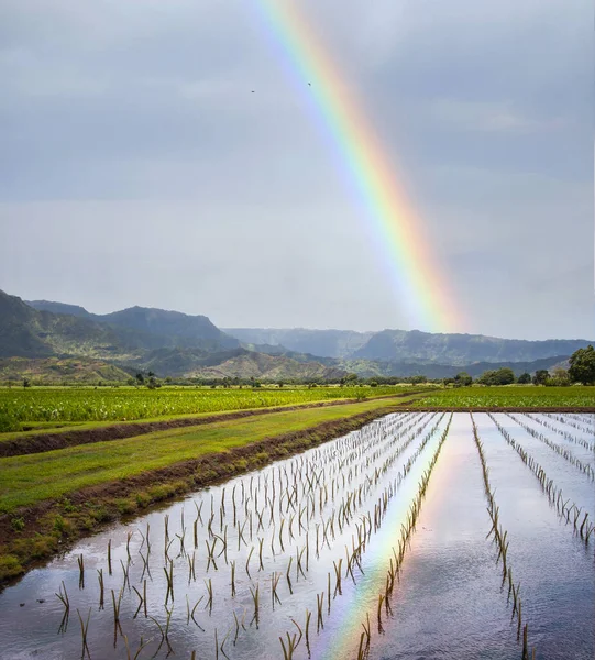 ハワイのカウアイ島のハナレイ バレーと太郎 フィールド 虹の上と水の中で反射 — ストック写真