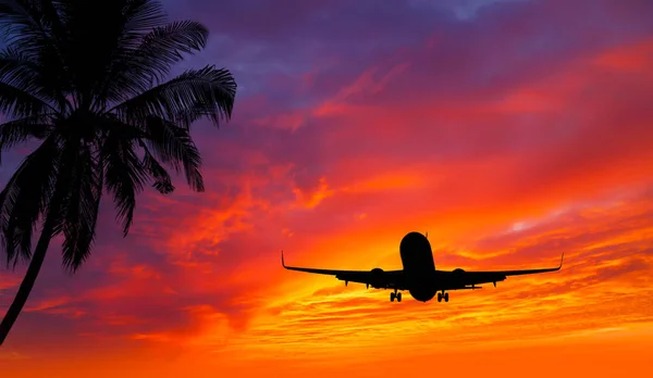 Passenger Airplane Approach Landing Beautiful Sunset Tropical Trees Plants — Stock Photo, Image