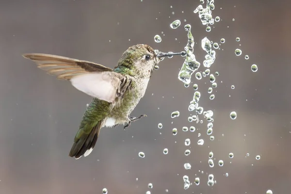 아름다운 미성숙 벌새가 즐기다 — 스톡 사진