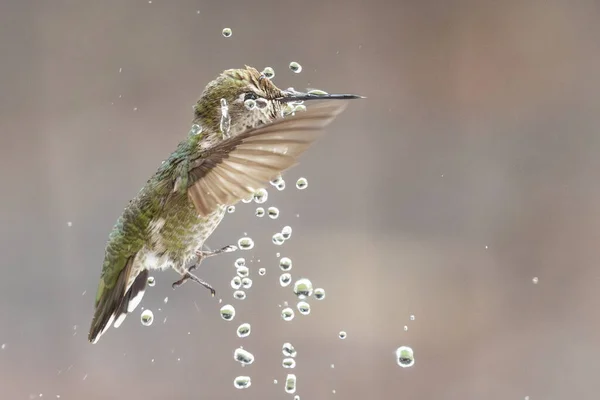 Bonito Imaturo Masculino Anna Hummingbird Aproveitando Fonte Água — Fotografia de Stock