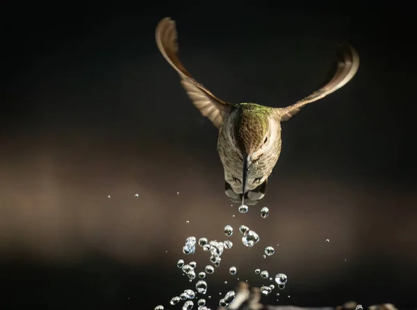 Vacker Omogen Hane Annas Kolibri Njuter Vattenkällan — Stockfoto
