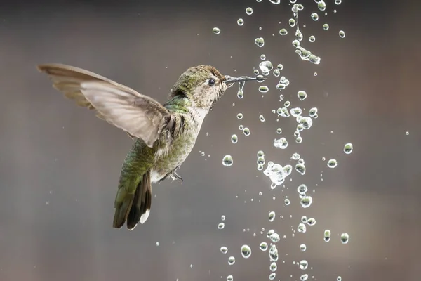 아름다운 미성숙 벌새가 즐기다 — 스톡 사진