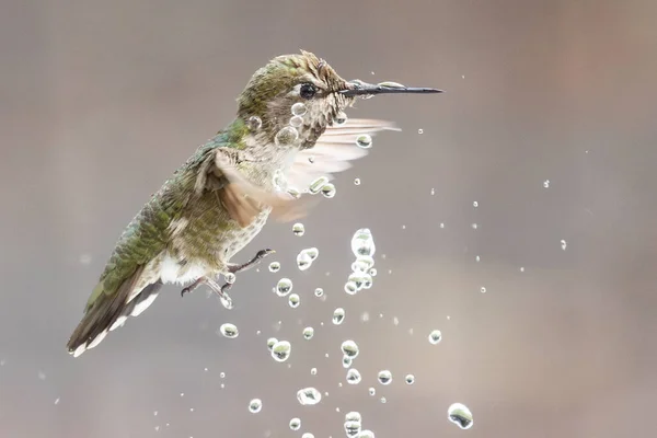 Bonito Imaturo Masculino Anna Hummingbird Aproveitando Fonte Água — Fotografia de Stock