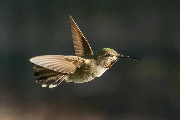 Schöne Unreife Männchen Annas Kolibri Flug — Stockfoto