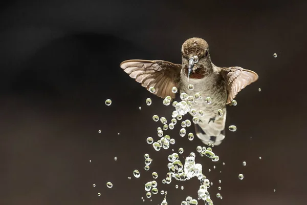 美丽而不成熟的雄鸟安娜蜂鸟欣赏水泉 — 图库照片