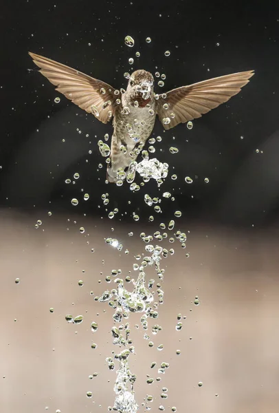 Vacker Omogen Hane Annas Kolibri Njuter Vattenkällan — Stockfoto