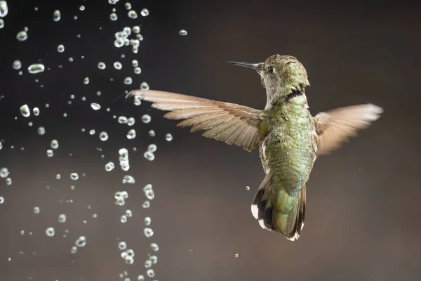 Beautiful Immature Male Anna Hummingbird Enjoying Water Fountain — Stock Photo, Image