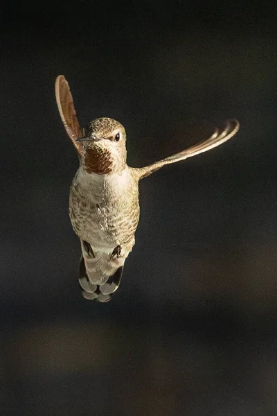 Bonito Imaturo Masculino Anna Hummingbird Voo — Fotografia de Stock