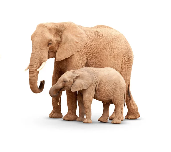 Μωρό Και Μητέρα Ελέφαντα Απομονωμένα Στο Λευκό Μια Σκιά — Φωτογραφία Αρχείου